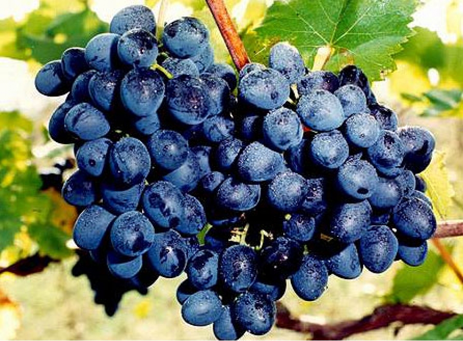 Выставка винограда в Алуште