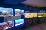 Экспонаты Алуштинского аквариума